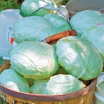 Park Seed Tropic Giant Hybrid Cabbage Seeds, Big Heads, Pack of 100