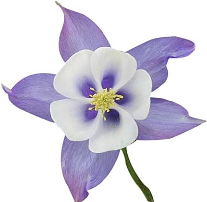 US Native Wildflower Mix - Annuals and Perennials Approx. 6500+ Seeds