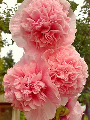 Seeds Hollyhock Double Powder-Pink 40 Seeds for Planting Biennial Flower Alcea Rosea Rose Mallow