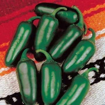 Park Seed Variety of Hot Chili Pepper Plant Seeds, Easy to Grow, Perfect for Spring Garden, Fresh Jalapeno M Hot, Pack of 25