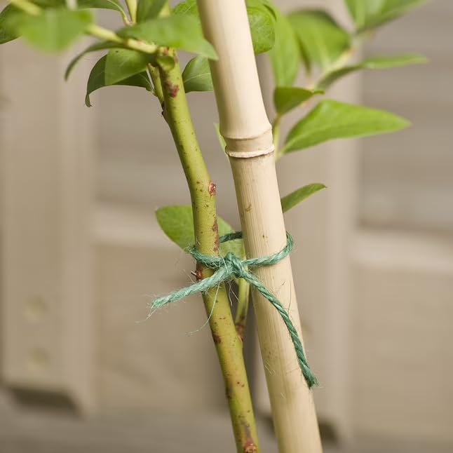 Rocky Mountain Goods Green Jute Twine Heavy Duty 200 ft - 3 Ply Strong Soft Natural Fiber for Plants, Gardening - Soft Jute Wont Harm Plants - Climbing Plants, Tomatoes
