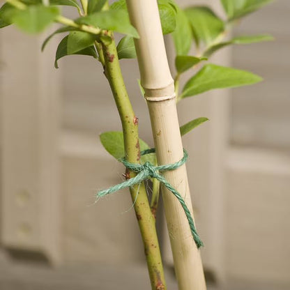 Rocky Mountain Goods Green Jute Twine Heavy Duty 200 ft - 3 Ply Strong Soft Natural Fiber for Plants, Gardening - Soft Jute Wont Harm Plants - Climbing Plants, Tomatoes