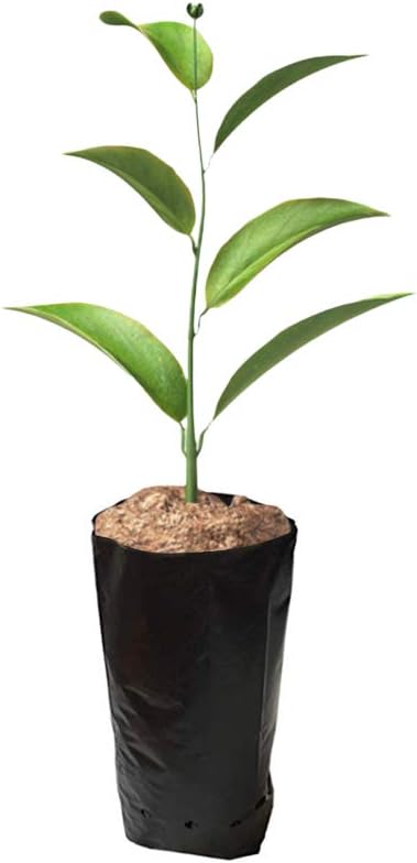 100 PCS Thicken Plastic Nursery Bags for Plants Fruit Flower Grow Bags Seedling Pots (7.87x13.78 in)