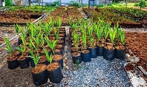 Home and Country Triple Washed Compressed Coco Coir Brick (50 LBS) - Coco Fiber is an Ideal Compost Starter for Your Home Garden. Coco Coir Bricks Provide Organic Alternative to Peat Moss for Plants.