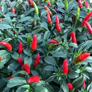 Park Seed Variety of Hot Chili Pepper Plant Seeds, Easy to Grow, Perfect for Spring Garden, Quickfire Hot, Pack of 15