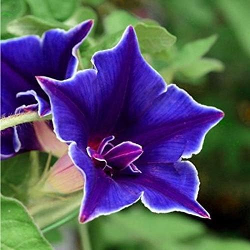 Outsidepride Blue Picotee Morning Glory Seeds - 50 Pcs. Annual, Climbing & Vining Flower Seeds for Planting Large Star-Shaped Blue Blooms, Ideal for Gardens, Trellises & Vertical Landscapes