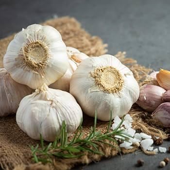 Garlic Seed Bulbs, Large Cloves, Cold Hardy, Bold Flavor (8)