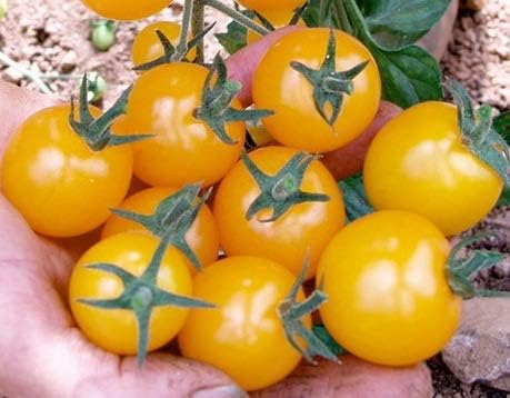 Seeds Golden Cherry Tomato Indeterminate Non GMO Vegetable for Planting