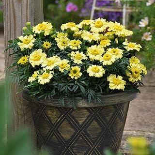 Park Seed Daisy Wheel Lemon Marigold Flower Seeds – Pale Yellow Frilly Single Blooms, Compact French Variety with Continuous Summer Color for Beds, Borders, and Containers – Pack of 25