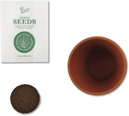 BUZZY Seeds Mini Terracotta Grow Pots Daydream Collection, Assorted 6-Pack Flower and Plant Seed Starter Kit, Indoor Gardening Gift, Holiday Present, Valentine Exchange