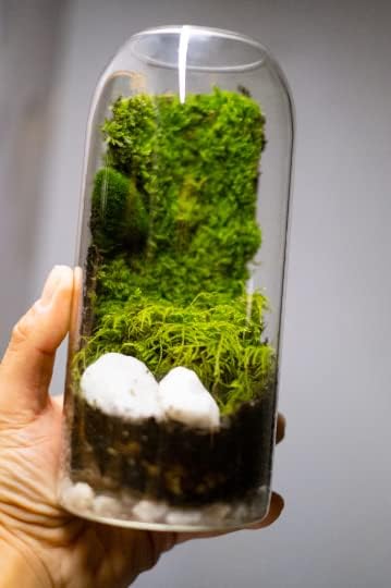Glass Terrarium with Airtight Wood Lid (Ball Cork) | Closed Terrarium Planter | Clear Glass Bottle Jar Container | 1200ml / 40oz | Moss Terrarium Jar | Indoor Ecosystem Decoration Gifts (Only Jar)