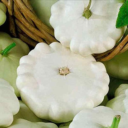 Seeds Vegetable White Patty Pan Squash Scallop Zucchini - 30 Seeds