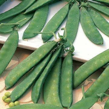 Park Seed Dwarf White Sugar Snow Pea Seeds, 1 Pack of 160 Seeds