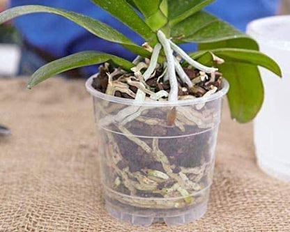TeaDrops Organic Orchid + Bromeliad + Air Plant Fertilizer – 16 Liquid Indoor House Plant Food Packets – Make up to 32 Gallons (Easy use in Watering Can & Containers, Ecofriendly)