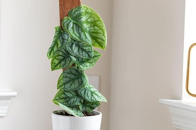 Gardenera Monstera Dubia Potting Mix - Provides Essential Nutrients and Aeration for Healthy Growth - 5 Quart