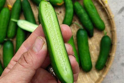 100+ Cucumber Mix Seeds 12 Asian Varieties Non-GMO Delicious and Crispy, Rare and Super Prolific, Cucumis sativus, American, Korean, Japanese, Vietnamese Cucumber, Dưa nếp Hàn, Việt NAM, Mini Size