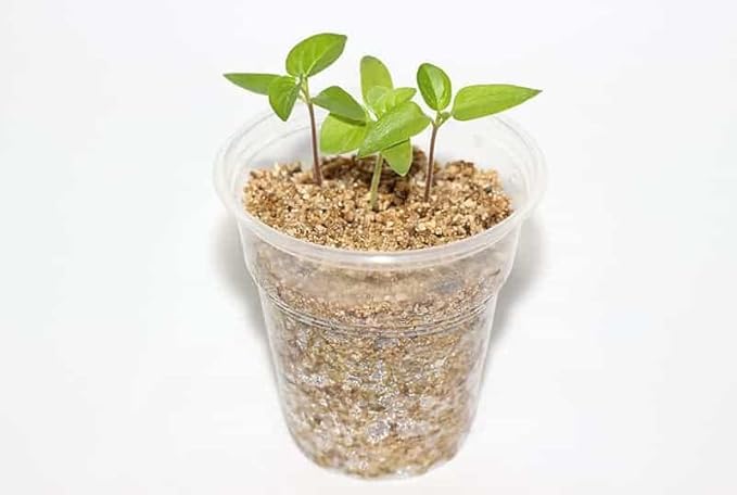Versatile Perlite and Vermiculite Mix by Gardenera - Tailored for Seedlings, Cuttings, and Bonsai Soil Needs - 1 Quart