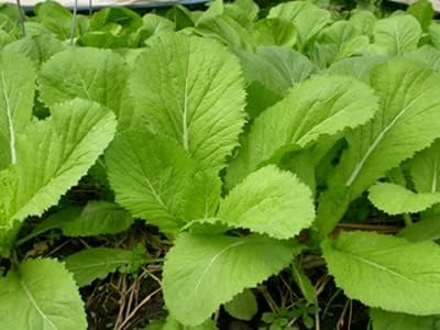 1000 Seeds Mustard Green Vegetable/ Cải bẹ xanh, Asian Vegetable Seeds, Vietnamese Vegetable Seeds