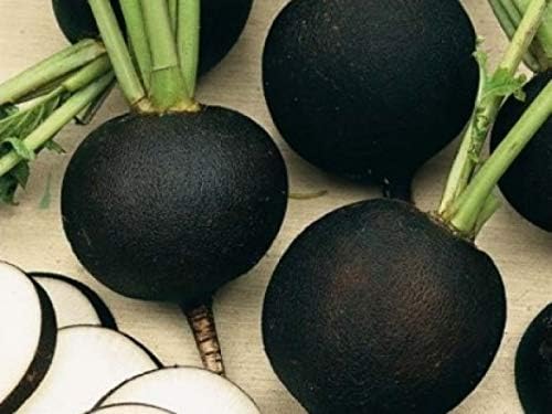 Black Radish Non GMO Vegetable for Planting