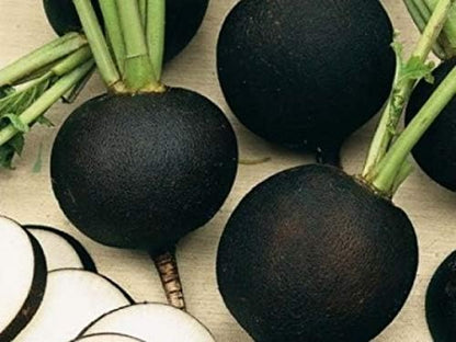 Black Radish Non GMO Vegetable for Planting