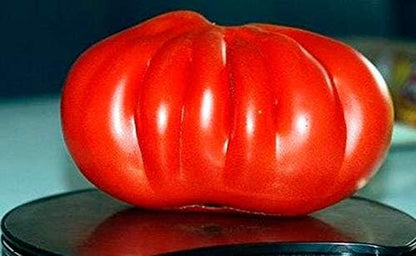 Large Tomato 100 Pounds Seeds for Planting Around 25 Seeds Non-GMO