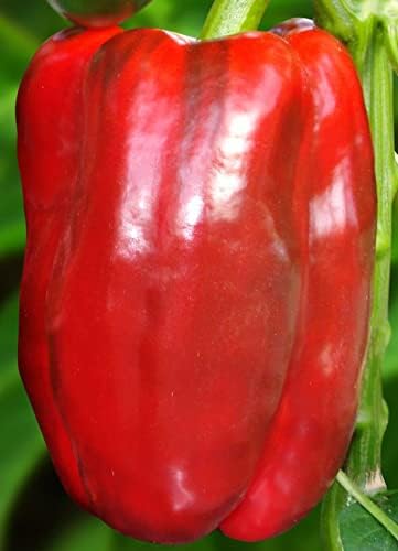 Seeds Sweet Bell Pepper Red Giant Non GMO Heirloom