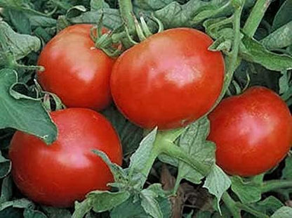 Mountain Pride Tomato Seed