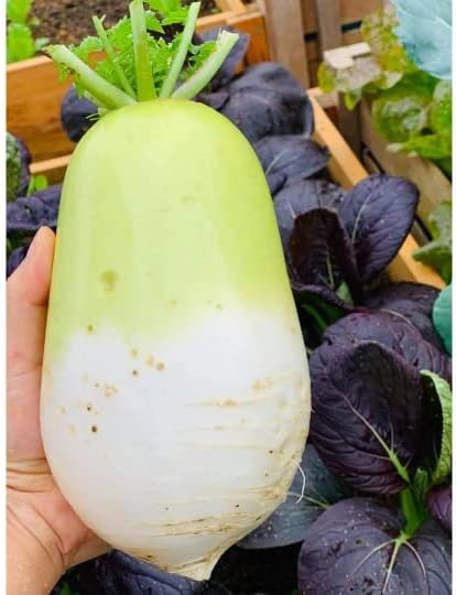 3-gram 200+ Korean Autumn Hybrid Daikon Radish Seeds; Perfect for Kimchi Diaspora Asian Seeds
