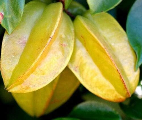 Star Fruit Averrhoa Carambola Tropical Edible Starfruit (BTL) Exotic Seed 10 Seeds