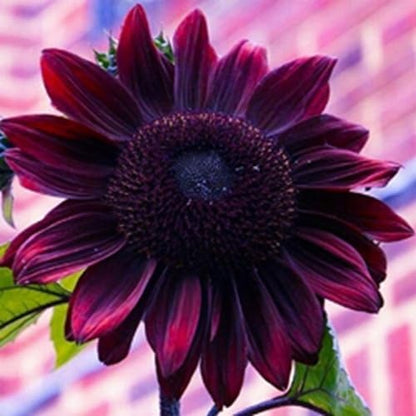 Seed Packets for Planting Chocolate Cherry Sunflowers in Home Outdoor Garden - Heirloom Non-GMO Flower Seed Packets
