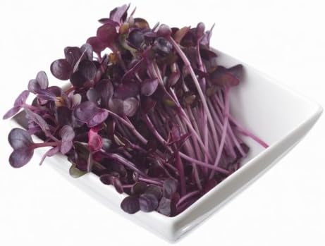 Todd's Seeds Rambo Sprouting Radish Seeds - Beautiful Red/Purple Colored Sprout, Non-GMO, Chemical Free, High Germination (1/2 Pound)