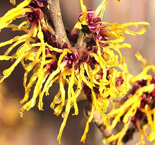 BIG PACK - (100) Witch Hazel Seeds - Hamamelis virginiana American Witchhazel - Non-GMO Seeds by MySeeds.Co (Big Pack - Witch Hazel)