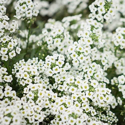 Outsidepride Perennial Sweet Alyssum Seeds - 5 lbs. White Lobularia Maritima Seeds for Ground Cover, Pollinator-Friendly Gardens, Drought-Tolerant Landscaping, Easy-to-Grow in USDA Zones 7-9
