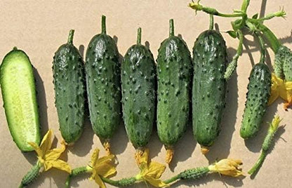 Seeds Vegetable Indoor Cucumber Self-Pollinating Close Family F1 All Seasons Vine Plant for Pickling - 20 Seeds