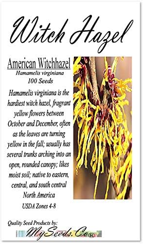 BIG PACK - (100) Witch Hazel Seeds - Hamamelis virginiana American Witchhazel - Non-GMO Seeds by MySeeds.Co (Big Pack - Witch Hazel)