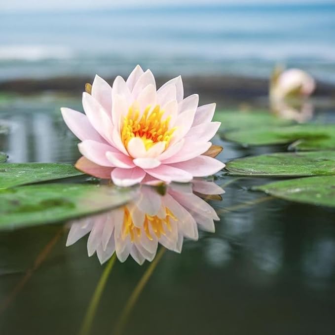 160pcs Mixed Color Bowl Lotus Seeds for Planting - Non-GMO Bonsai Lotus, Water Lily Flower, Easy-Grow Aquatic Plants for Ponds, Water Gardens, and Indoor/Outdoor Spaces