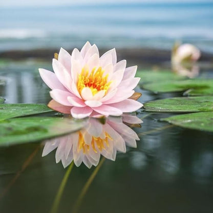 160pcs Mixed Color Bowl Lotus Seeds for Planting - Non-GMO Bonsai Lotus, Water Lily Flower, Easy-Grow Aquatic Plants for Ponds, Water Gardens, and Indoor/Outdoor Spaces