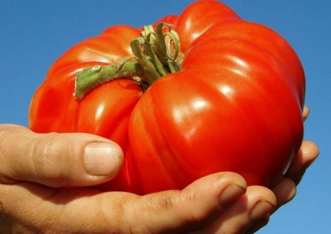 Seeds Red Giant Beefsteak Tomato Indeterminate Non GMO Vegetable for Planting
