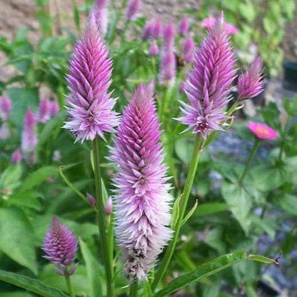Outsidepride Spicata Celosia Seeds - 1000 Pcs Perennial Tall Weather-Resistant Flower Seeds for Planting Vibrant Plumes, Great for Containers, Borders, Pollinator-Friendly Gardens & House Plants