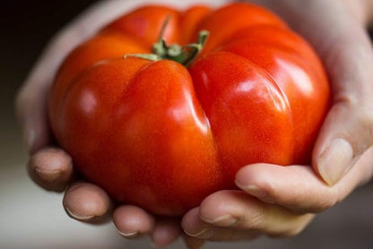 Seeds Red Giant Beefsteak Tomato Indeterminate Non GMO Vegetable for Planting