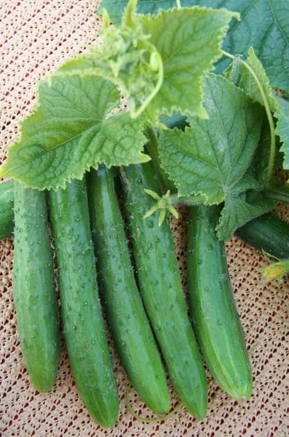 10+ Seeds Indoor Cucumber Zozula F1 Self-Pollinating - Vegetable Green