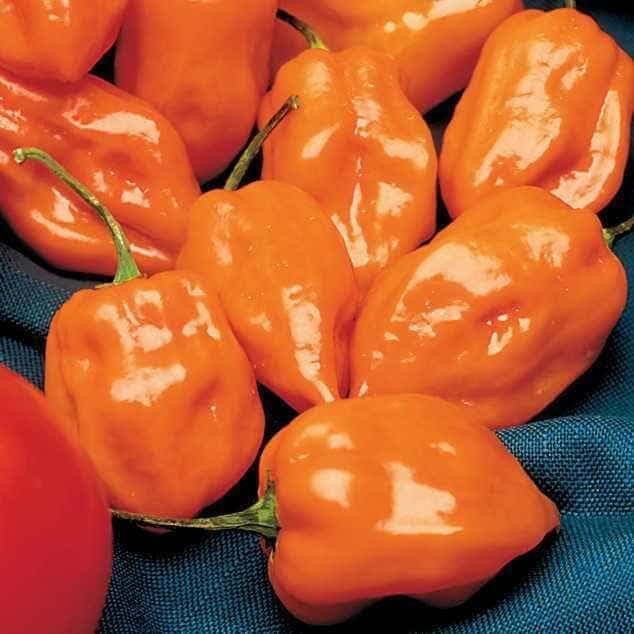 Park Seed Habanero Pepper Seeds – Pack of 250 Seeds, 215,000 Scoville Heat, Blocky Orange Peppers, Ideal for Gardens and Container Growing