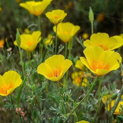 Outsidepride Golden West California Poppy Seeds - 10000 Pieces Annual, Drought Tolerant Eschscholzia Wildflower Seed w/Vibrant Yellow Blooms for Pollinator-Friendly Garden & Outdoor Landscapes