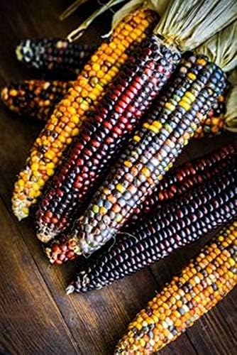 Seeds Corn Multicolor Montana Sweet Purple Yellow Red Garden Heirloom Vegetable for Planting Non GMO