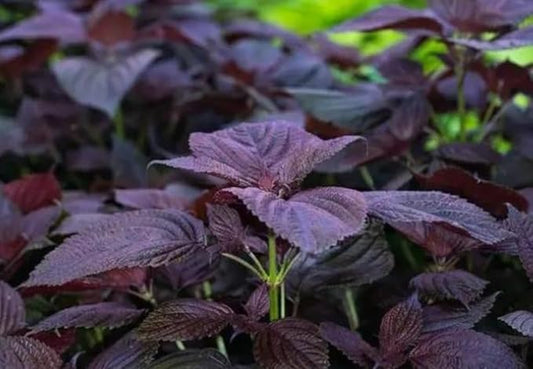 200PCS Purple Shiso Herb Seeds Perilla Heirloom Non-GMO Asian Basil Annual Seeds