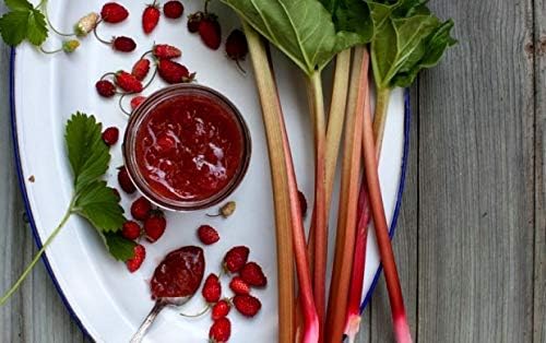 Rhubarb Seeds for Planting Pie Plant Rheum Australe About 50 Seeds