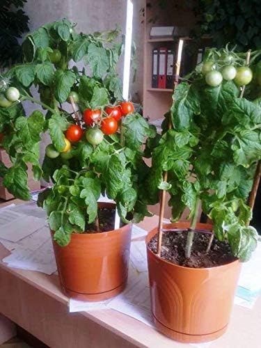 Seeds Red Dwarf Tomato Indoor Determinate Non GMO Heirloom