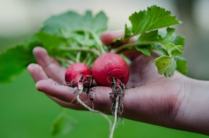 Park Seed Radish Vegatable Plant Seeds, Easy to Grow, Variety of Colors, Spring Garden, Rivoli Hybrid, Pack of 100