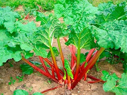 Rhubarb Seeds 50+ Seeds Garden Rhubarb Rheum Rhabarbarum Garden Vegetables Seeds