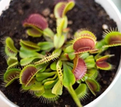 Venus Fly Trap, Pitcher, Butterworts, Bladderworts Drosera Carnivorous Plant Potting Soil Mix Peat Moss & Perlite (½ Gallon / 2 quarts).
